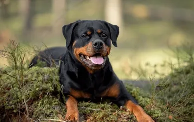 Roki
